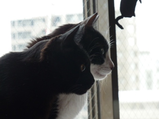 横顔猫 空ろった編。_a0143140_23513116.jpg