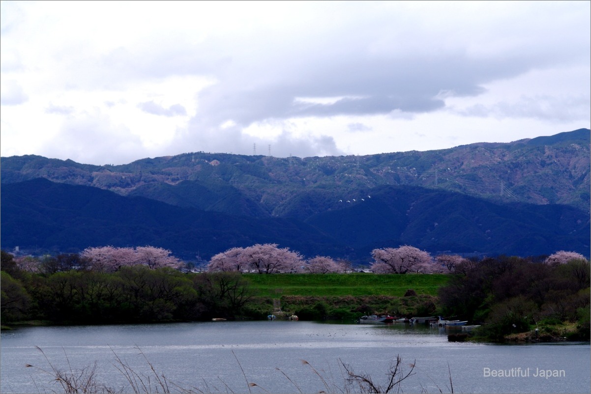 木曽川・長良川 背割堤の桜_d0058445_19272094.jpg