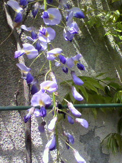 藤の花_d0004447_113650100.jpg