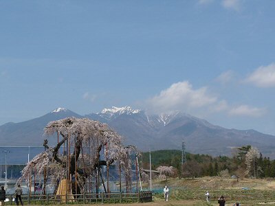 神田の大糸桜、満開♪_f0019247_2246139.jpg