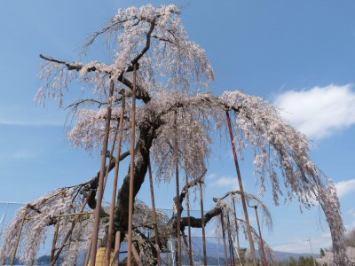 神田の大糸桜、満開♪_f0019247_22463031.jpg