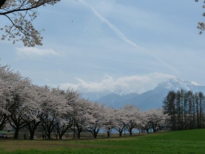 神田の大糸桜、満開♪_f0019247_22554564.jpg