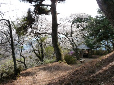 神田の大糸桜、満開♪_f0019247_22573734.jpg