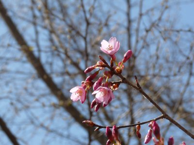 神田の大糸桜、満開♪_f0019247_2304794.jpg