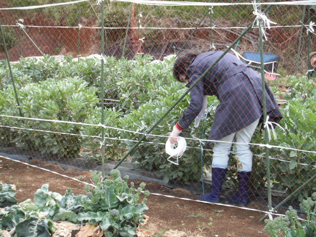 トマトの畝作ります_c0222448_12252771.jpg