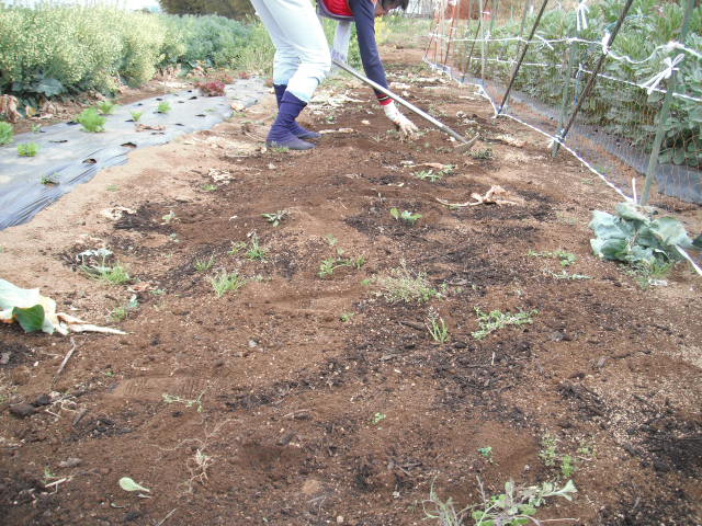 トマトの畝作ります_c0222448_12253795.jpg