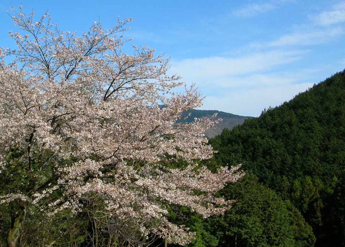 桜 桐生 柄杓山(ひしゃくやま) 城址_e0127948_19213488.jpg