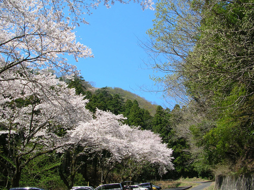 桜 桐生 柄杓山(ひしゃくやま) 城址_e0127948_1922565.jpg