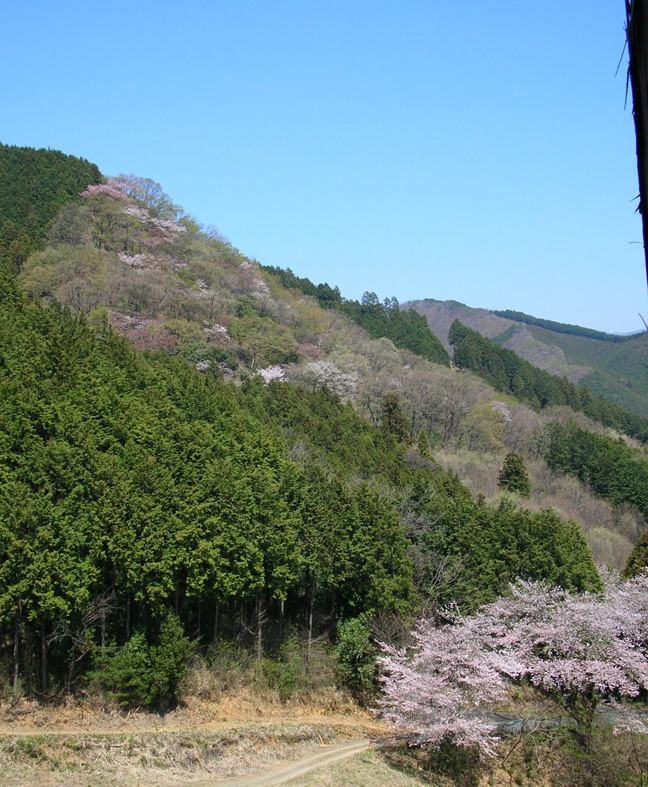 桜 桐生 柄杓山(ひしゃくやま) 城址_e0127948_1924102.jpg