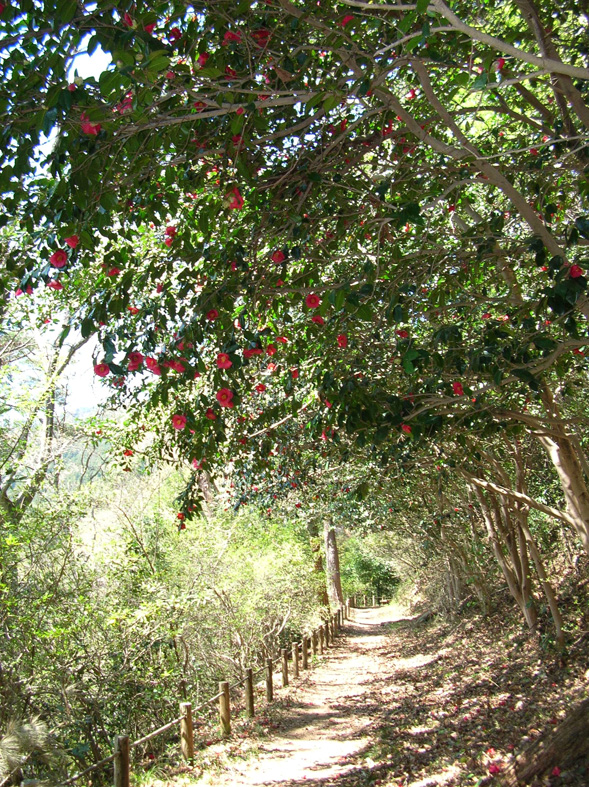 桜 桐生 柄杓山(ひしゃくやま) 城址_e0127948_19255398.jpg
