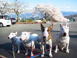 富士霊園で花見_a0088549_2145537.jpg