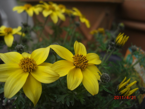 b0152049_1163327.jpg