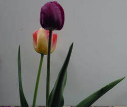 d0197949_10405243.gif
