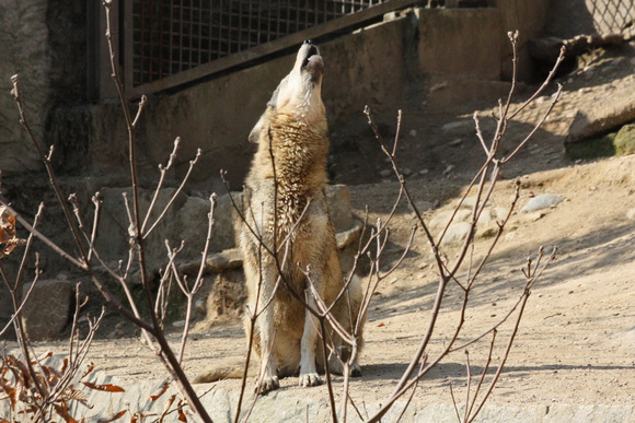 遠吠え 動物園ありマス 遠吠え 動物園ありマス