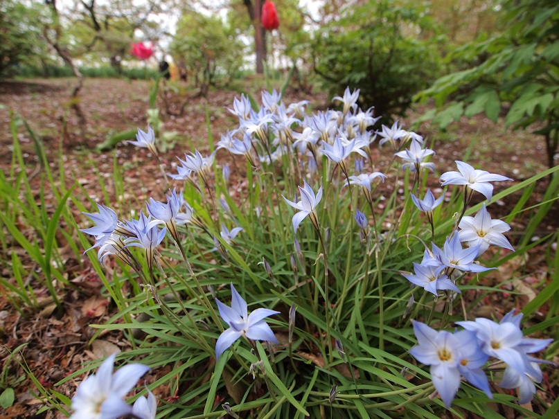 花の丘公園（さいたま市）_a0133653_1903744.jpg