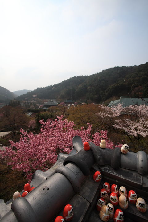 勝尾寺 だるまさん その２_a0176855_049623.jpg