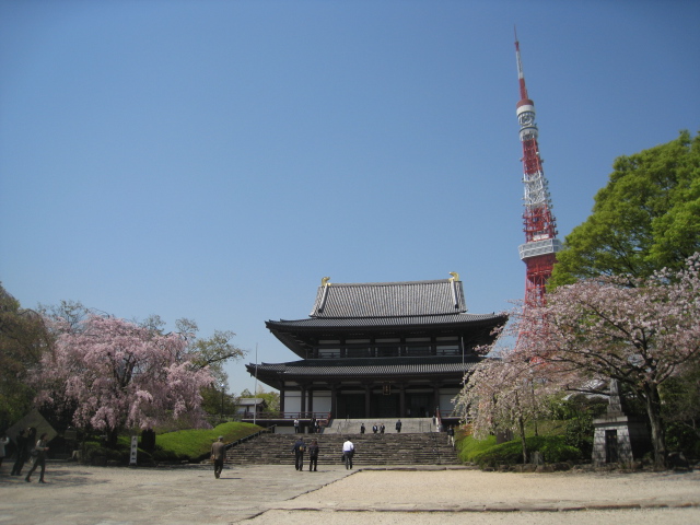 桜の増上寺_e0099756_615231.jpg