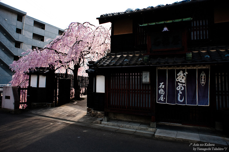 PHOTO REPORT　～ 石橋屋の枝垂桜　仙台 ～_d0080957_2311243.jpg