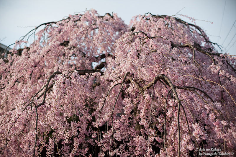 PHOTO REPORT　～ 石橋屋の枝垂桜　仙台 ～_d0080957_231137.jpg