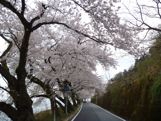 さくらの名所100選　海津大崎の桜_d0231858_6353789.jpg