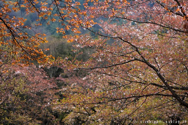 葉桜も美し_f0147858_20472167.jpg