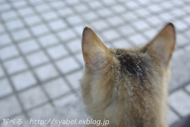 隠れろ！ #photo #neko _c0153764_2081874.jpg