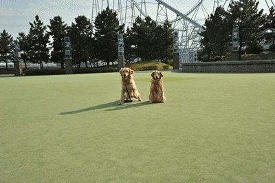 e0020166_206507.gif