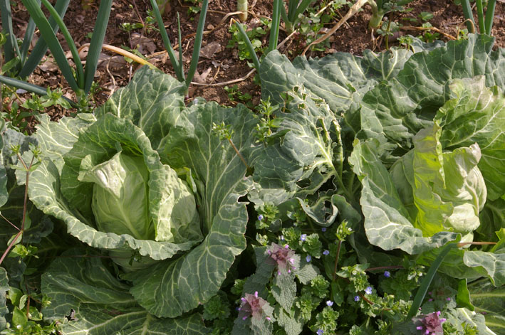 実家からサトイモの種芋持ち帰り野口農園に植え付け_c0014967_102063.jpg