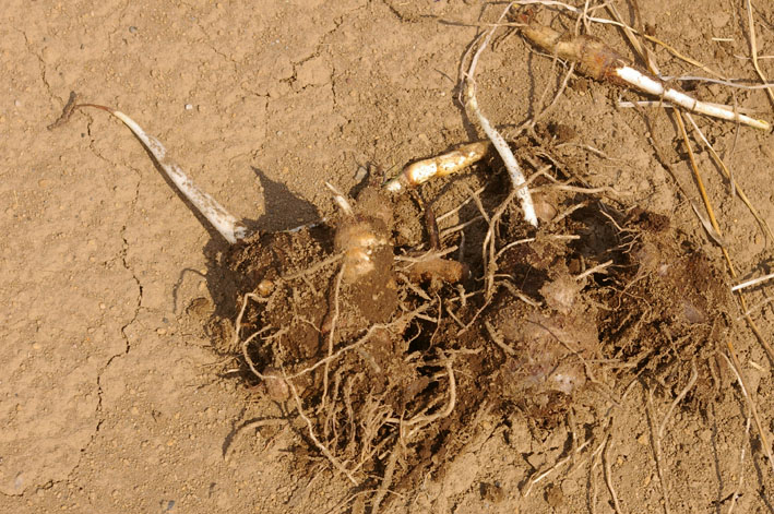 実家からサトイモの種芋持ち帰り野口農園に植え付け_c0014967_1035053.jpg