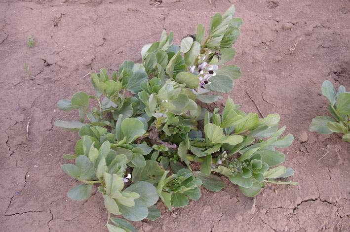 実家からサトイモの種芋持ち帰り野口農園に植え付け_c0014967_1051768.jpg