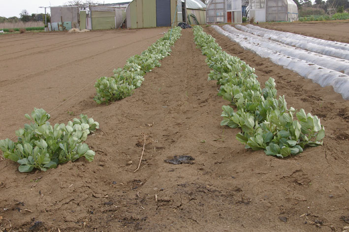 実家からサトイモの種芋持ち帰り野口農園に植え付け_c0014967_1053393.jpg