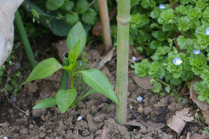 トマト、ピーマン、シシトウの苗の植え付け完了（4・19）_c0014967_142113.jpg