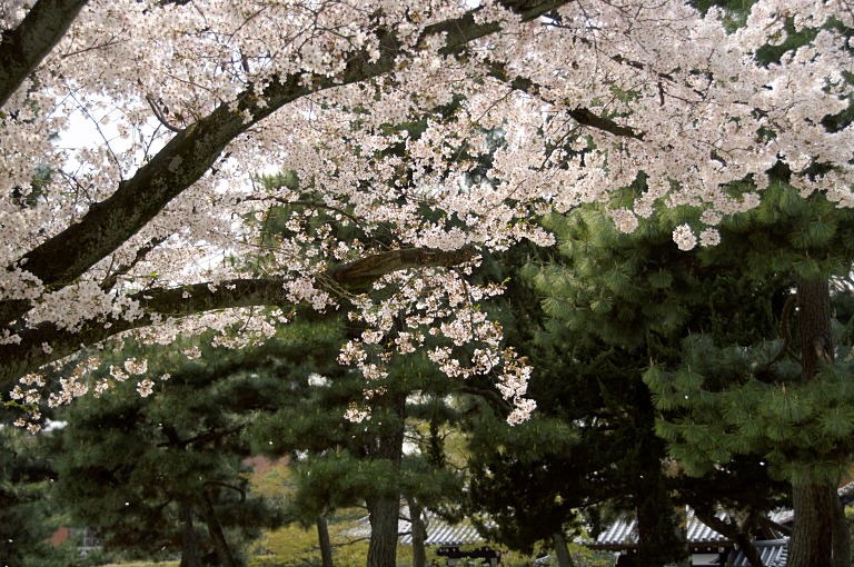 京都桜三昧ポタ--建仁寺--20110411_a0050572_18484132.jpg