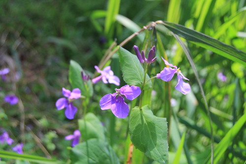 e0024081_1574015.jpg