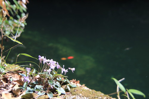 e0024081_158026.jpg