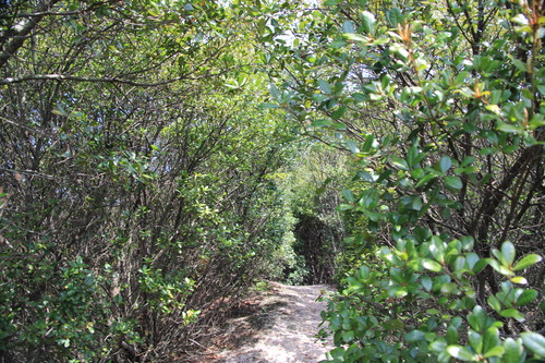 e0024081_1595974.jpg