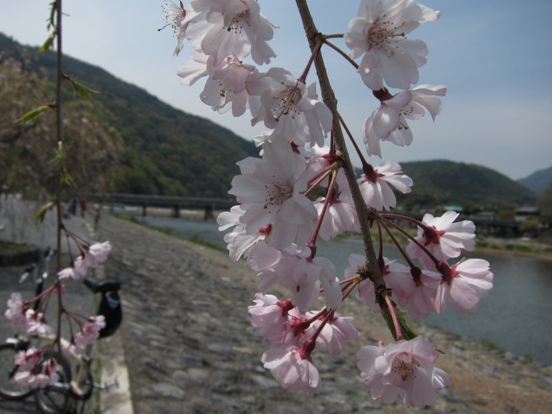 心地よい風をきって走れ！桜から新緑へ_e0138081_171279.jpg