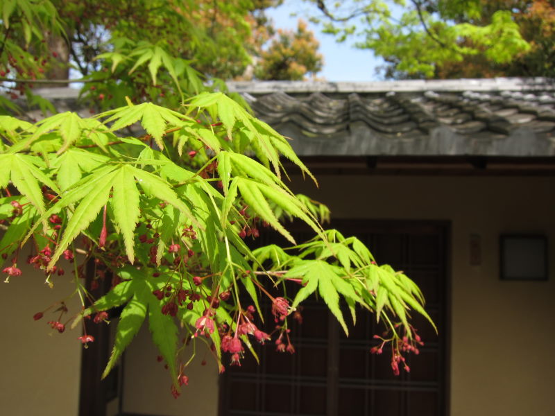 心地よい風をきって走れ！桜から新緑へ_e0138081_17243136.jpg