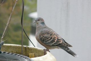 2011年4月21日 も~たいへん_b0098584_836115.jpg