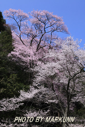 飯田の桜　その4_e0180387_2317949.jpg