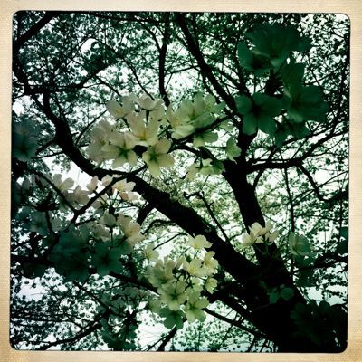 桜2011_d0002189_16154318.jpg