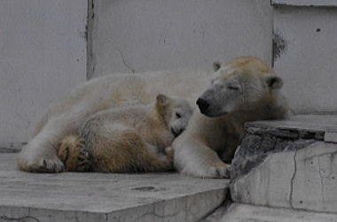 円山動物園_c0199092_13583650.jpg