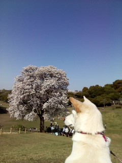 2011.4.21  根岸公園の桜とシオンちゃん_f0130593_10281043.jpg