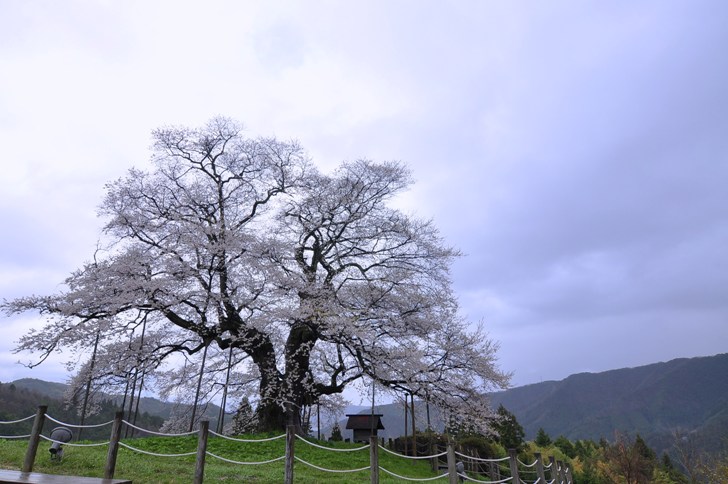 醍醐桜*   大勢坂・・・_a0146195_332041.jpg