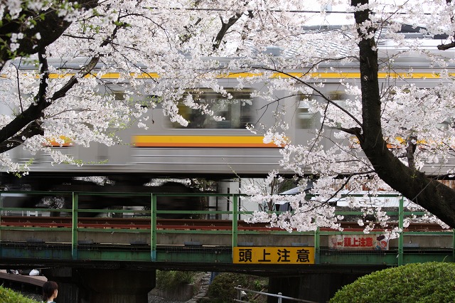 　続・桜電車_f0154796_1157165.jpg