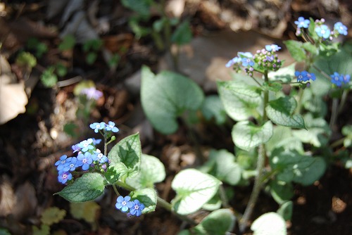 c0124100_05459.jpg