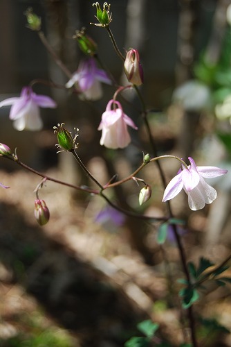 c0124100_0774.jpg