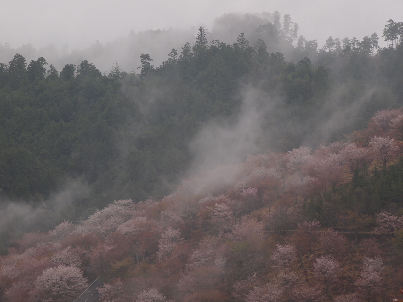 2011桜④_d0020300_0245660.jpg