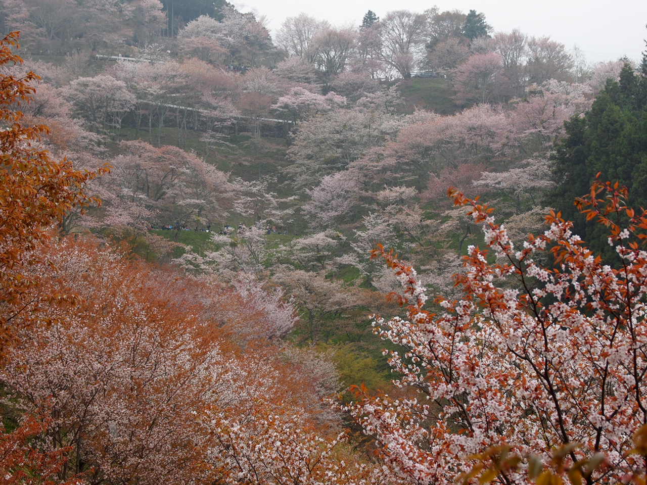 2011桜④_d0020300_0251490.jpg