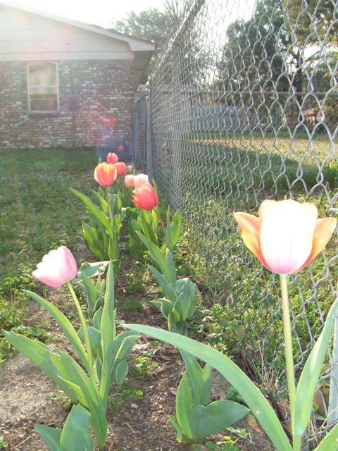 c0062603_12471723.jpg